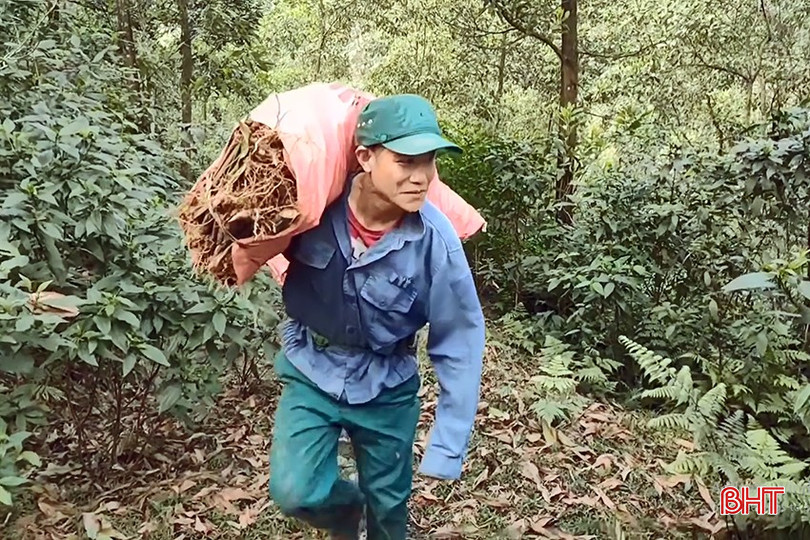 Nông dân xã Hương Trạch vào rừng lấy cây lá dong bán gây quỹ. bqbht_br_3.png