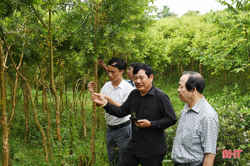Dự án triển khai tại xã Nam Điền (huyện Thạch Hà). Đơn vị được lựa chọn tham gia là HTX Tinh dầu dược liệu Hoa Đà. bqbht_br_4.jpg