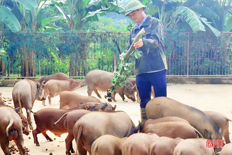 Anh Trần Nam Giang tiên phong nuôi lợn rừng bằng cây dược liệu và sản xuất sản phẩm đạt chuẩn OCOP. bqbht_br_1.jpg