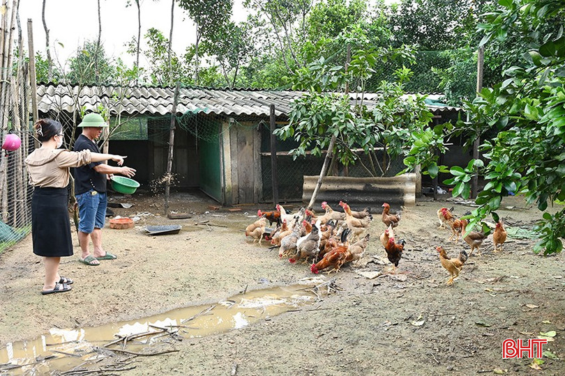 Mô hình nuôi gà đang tiếp thêm động lực để anh Cai vươn lên thoát nghèo. bqbht_br_3.jpg