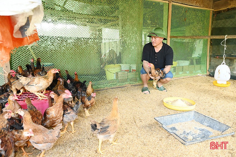 Anh Phạm Quang Cai được hỗ trợ kỹ thuật và con giống, thức ăn để xây dựng mô hình chăn nuôi gà. bqbht_br_2.jpg