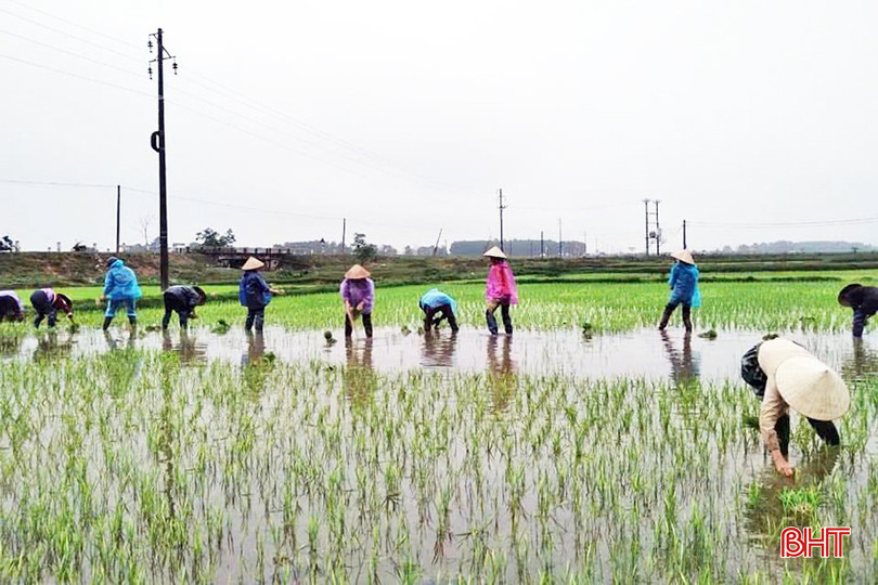 Chi hội Nông dân thôn Song Hoành, xã Lưu Vĩnh Sơn (Thạch Hà) hoàn thành gieo, dặm và chăm sóc 5 sào lúa xuân của gia đình anh. bqbht_br_luu-vinh-son.jpg
