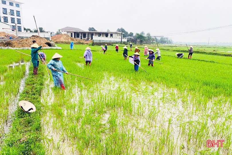 60 hội viên Chi hội Nông dân thôn Nam Thượng giúp đỡ nông dân khó khăn tỉa, dặm lúa xuân. bqbht_br_thach-dai.jpg