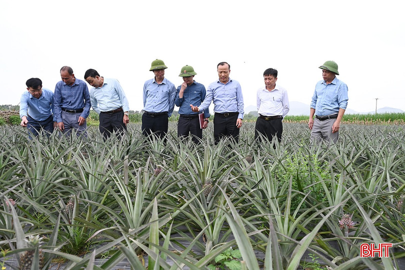 Mô hình trồng dứa liên kết bước đầu cho thấy phù hợp với điều kiện khí hậu, thổ nhưỡng Hương Khê. bqbht_br_7.jpg