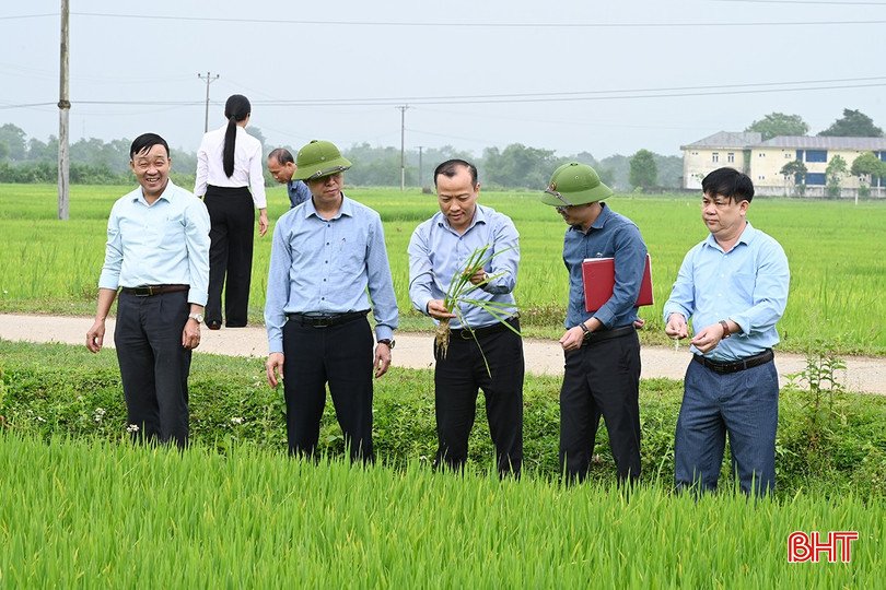 Lúa vụ xuân đang sinh trưởng, phát triển tốt, dự kiến trổ từ 20-30/4. bqbht_br_6.jpg