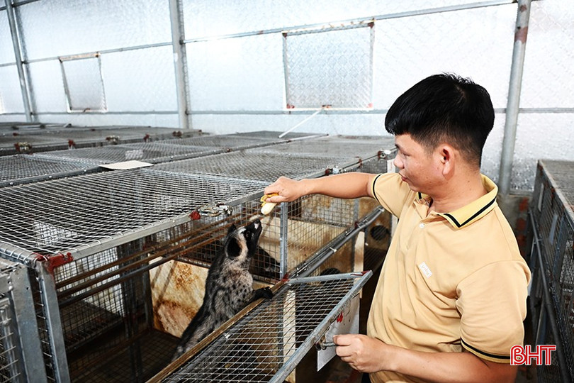 Anh Tuấn mạnh dạn đầu tư mô hình nuôi chồn hương. bqbht_br_3.jpg