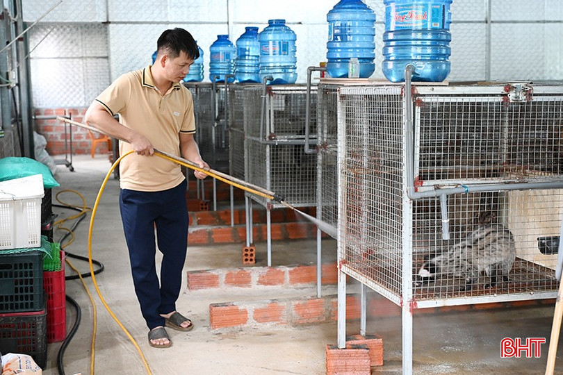 Anh Tuấn vệ sinh chuồng trại, chăm sóc vật nuôi mỗi ngày. bqbht_br_1-7931.jpg