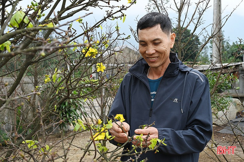 Cây mai vàng ở Hà Tĩnh đang được sản xuất theo hướng hàng hóa. bqbht_br_3.jpg