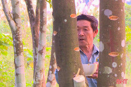 Nghề lạ xứ trầm: Tạo vết thương để “đánh thức” trầm hương