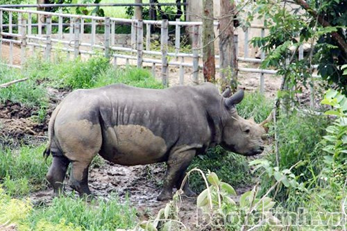 "Át chủ bài" tê giác Châu Phi