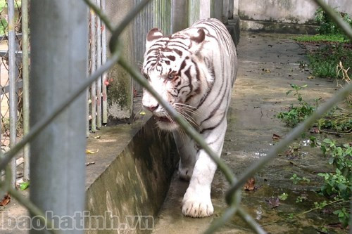 Đầu tiên là hổ trắng...