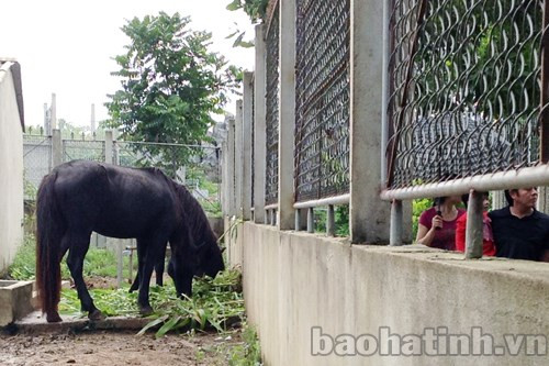 2 chú ngựa Mông Cổ
