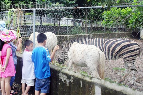 Ngựa vằn và ngựa bạch