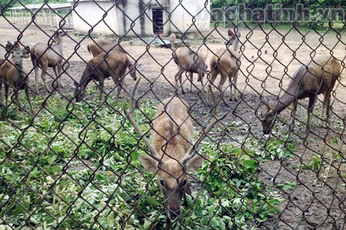 Đàn hươu hơn chục con