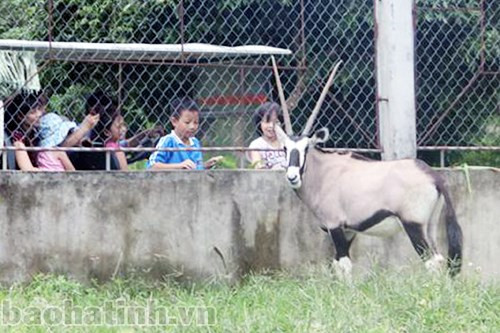 Linh dương sừng kiếm