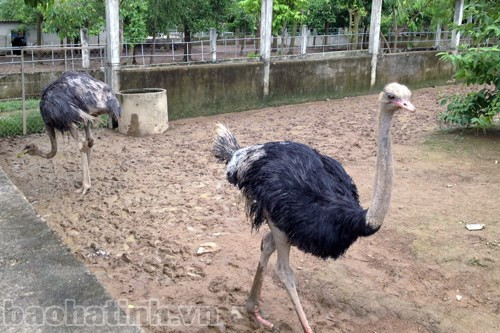 Đà điểu Châu Phi