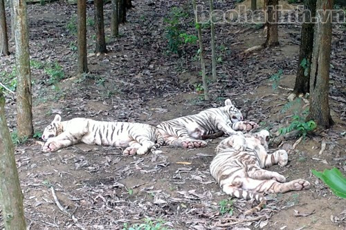 Đàn hổ con trắng do hổ vàng sinh ra