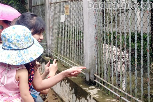 Đầu tiên là hổ trắng...