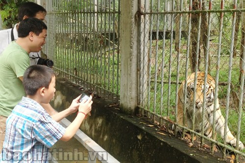 ... tiếp đó là đàn hổ vàng một mẹ cùng 3 con nhỏ