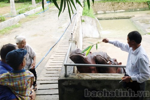 2 chú hà mã "bự con"