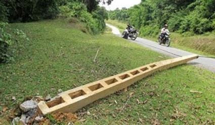 Đàn voi rừng đã quật ngã cả cột điện