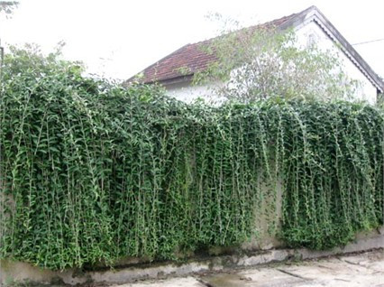 Kinh tế phát triển, các hình thái kiến trúc hiện đại đang lấn át mạnh mẽ nhưng người dân Tùng Ảnh vẫn gìn giữ được những nét văn hoá độc đáo của làng quê Việt Nam.