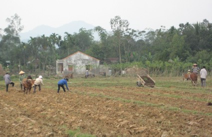 Bà con nông dân xã Thượng Lộc (Can Lộc) khôi phục sản xuất Bà con nông dân xã Thượng Lộc (Can Lộc) khôi phục sản xuất