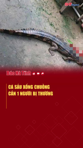 Cá sấu xổng chuồng cắn 1 người bị thương