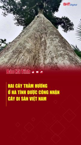 Hai cây trầm hương ở Hà Tĩnh được công nhận Cây Di sản Việt Nam