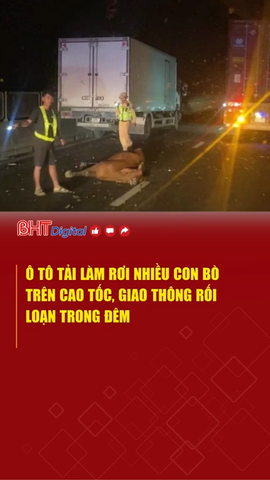Ô tô tải làm rơi nhiều con bò trên cao tốc, giao thông rối loạn trong đêm