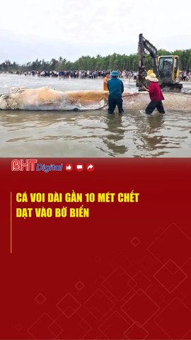 Cá voi dài gần 10 mét chết dạt vào bờ biển