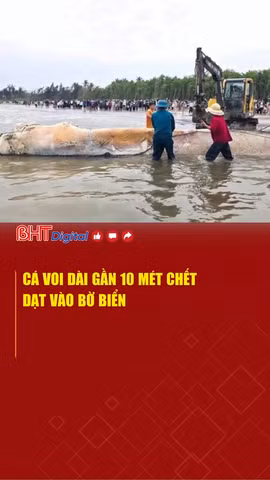 Cá voi dài gần 10 mét chết dạt vào bờ biển