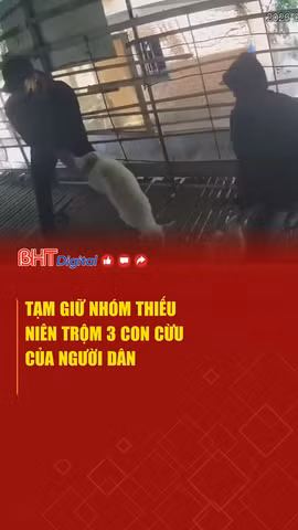 Tạm giữ nhóm thiếu niên trộm 3 con cừu của người dân