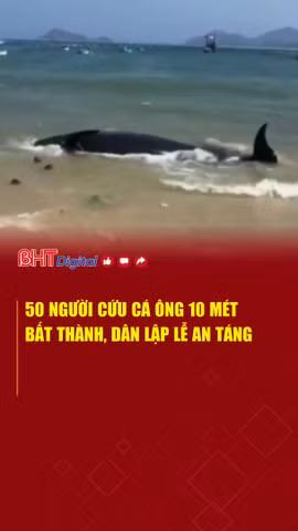 50 người giải cứu cá Ông bất thành, dân lập lễ an táng