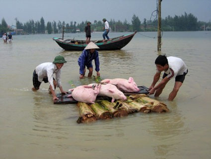 Người dân Tân Cần (Cẩm Thành) sơ tán lợn khỏi vùng lũ