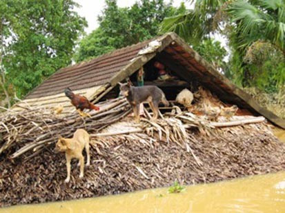 Không có nhiều gia súc, gia cầm may mắn thoát lũ như trường hợp này