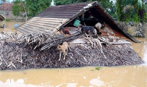 Người, gia súc, gia cầm cùng "chung một mái nhà". Ảnh: Quốc Châu