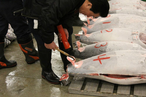 ben trong khu cho ca lon nhat the gioi o tokyo