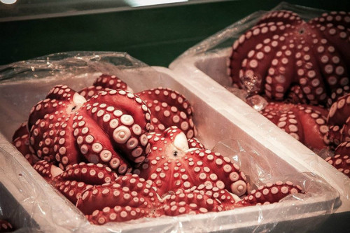 ben trong khu cho ca lon nhat the gioi o tokyo