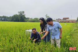 Tưới ngập - khô xen kẽ: Giải pháp cho những cánh đồng "khát"