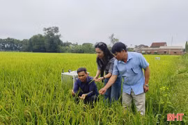 Tưới ngập - khô xen kẽ: Giải pháp cho những cánh đồng "khát"