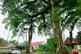 Độc đáo bộ rễ cây đa cổ thụ tạo hình cổng làng