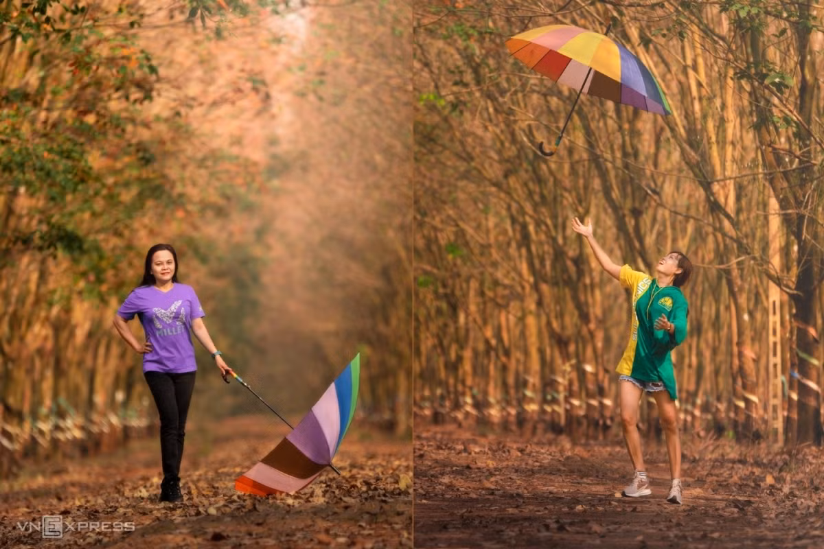 Rừng cao su mùa lá đỏ