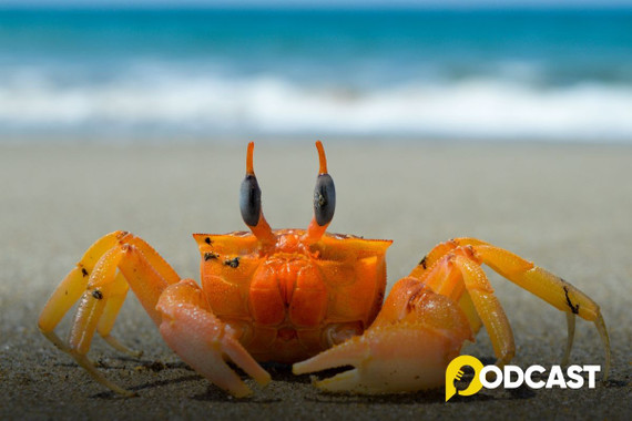 Podcast truyện ngắn: Mỗi tuần một câu chuyện - "Phép màu"