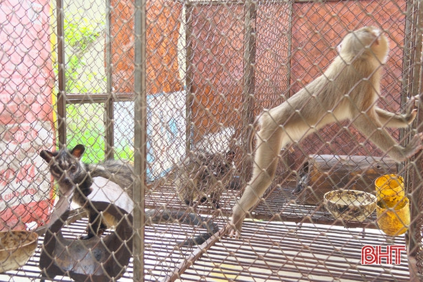 Kiểm lâm huyện Kỳ Anh thả 4 cá thể động vật hoang dã về rừng