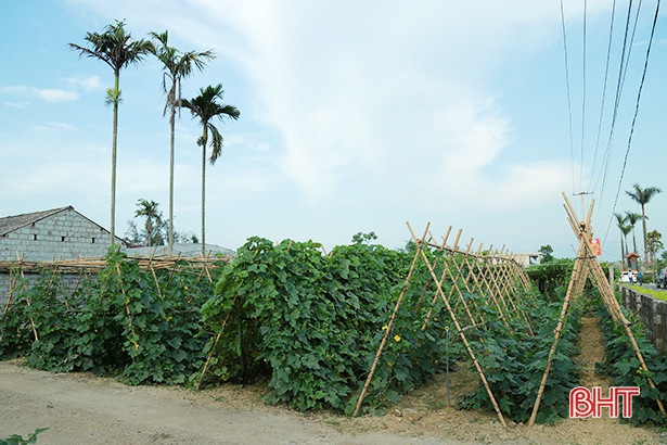 Thạch Hà chỉnh trang, xây dựng hơn 2.400 vườn hộ, vườn mẫu