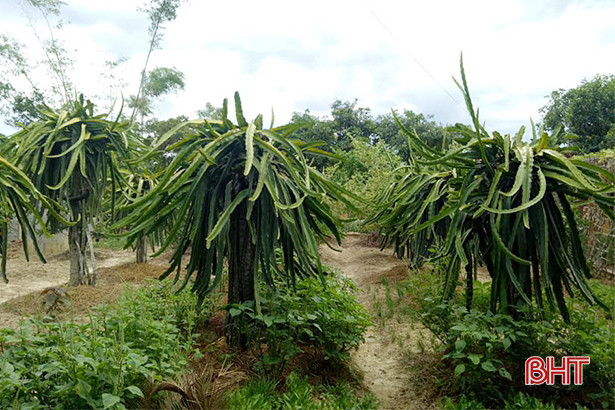 Thạch Hà chỉnh trang, xây dựng hơn 2.400 vườn hộ, vườn mẫu