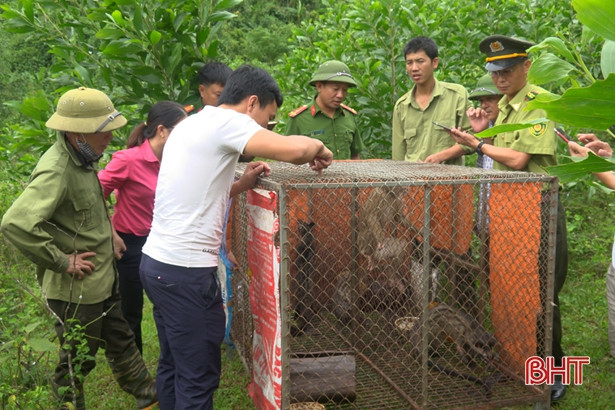 Kiểm lâm huyện Kỳ Anh thả 4 cá thể động vật hoang dã về rừng