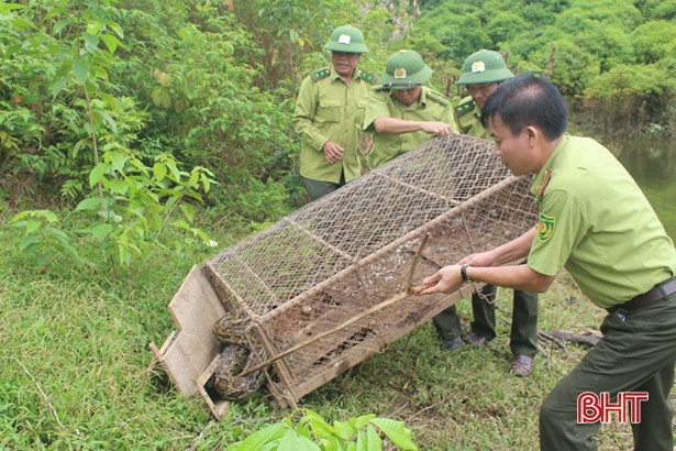 Chi cục Kiểm lâm Hà Tĩnh thả cá thể trăn gấm về môi trường tự nhiên