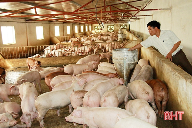 Dư nợ nông nghiệp, nông thôn trên địa bàn Hà Tĩnh chiếm 48,6%